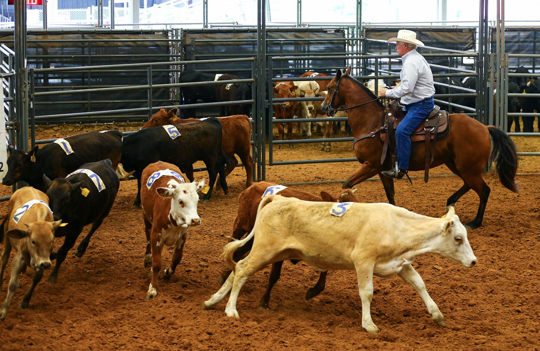 Ranch Sorting of America